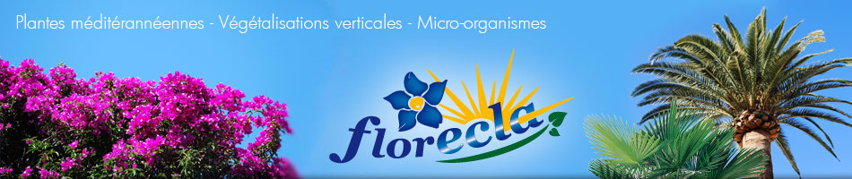 florecla - Plantes méditéranéennes